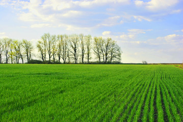 Fototapeta na wymiar Field of green wheat (rye) rows on the edge of oak trees line, cloudy sunny sky, spring in Ukraine