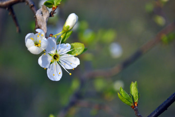 Wild plum tree blossom close up detail on blurry gray background