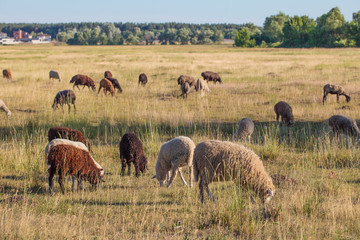 Fototapeta na wymiar Flock of sheep eating grass. - Image