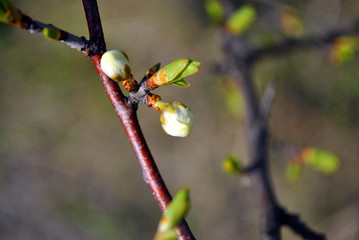 Wild plum tree flower buds close up detail on blurry gray background