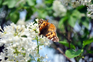 The large tortoiseshell or blackleg tortoiseshell (Nymphalis polychloros)  sitting on white lilac flowers, soft blurry background