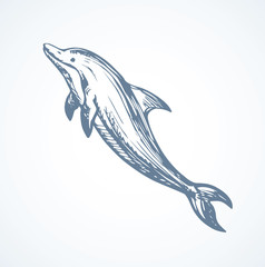 Dolphin. Vector drawing