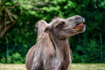 Bactrian camel, Camelus bactrianus in a german zoo