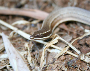 Legless lizard on muddy soil