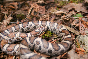 Milksnake on leaflitter in Ontario Canada