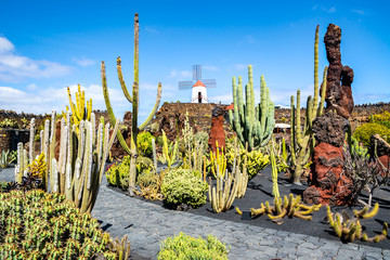 Amazing view of tropical cactus garden (Jardin de Cactus) in Guatiza village. Location: Lanzarote,...