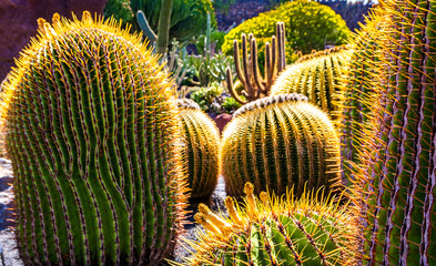 Beautiful сacti from tropical cactus garden (Jardin de Cactus) in Guatiza village. Location: Lanzarote, Canary Islands, Spain. Artistic picture. Beauty world.