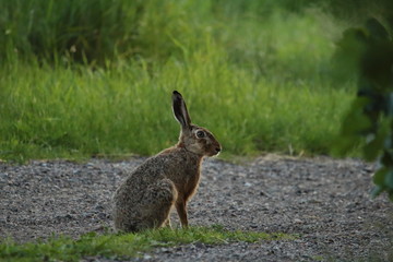 Hase auf Feldweg