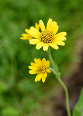 Arnika, Arnica chamissonis, Wiesenarnika