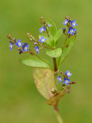 Bachbunge, Bach-Ehrenpreis, Veronica, beccabunga
