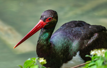 Naklejka premium Black stork, Ciconia nigra in a german nature park