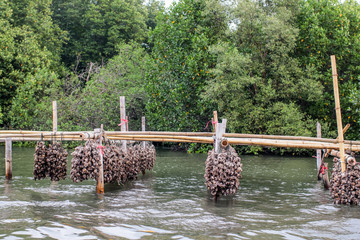 Forest of Mangroves and Oyster farm in Tung Prong Thong or Golden Mangrove Field at Estuary Pra...