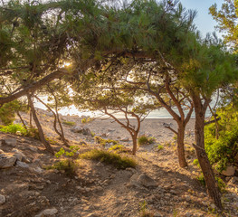 Fototapeta na wymiar Top view of beautiful sea bay at sunrise or sunset time. Color photography of highlands, many green pines with soft delicate sunlight among branches.