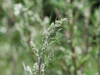 Artemisia vulgaris, also known as common mugwort, riverside wormwood, felon herb, chrysanthemum...