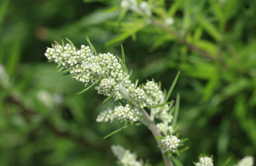 Artemisia vulgaris, also known as common mugwort, riverside wormwood, felon herb, chrysanthemum weed, wild wormwood. Blooming in spring