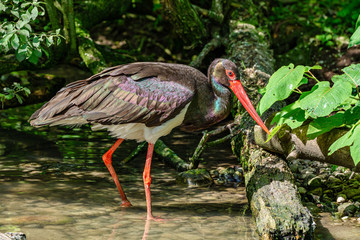 Black stork, Ciconia nigra in a german nature park