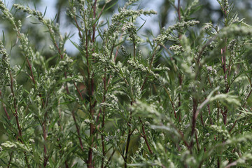 Artemisia vulgaris, also known as common mugwort, riverside wormwood, felon herb, chrysanthemum weed, wild wormwood. Blooming in spring