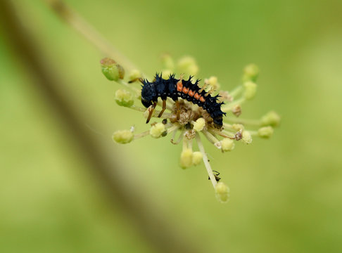 Marienkaeferlarve, Larve,