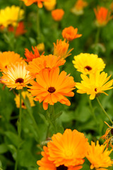 Ringelblume, Calendula, Officinalis