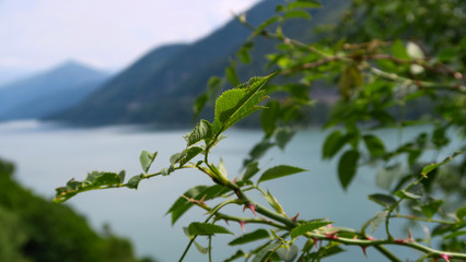  the charming and extraordinary nature of Georgia
