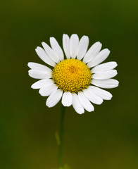 Obraz premium Roemischer Bertram, Anacyclus, pyrethrum