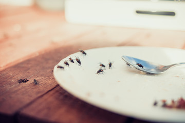 Flies on a plate