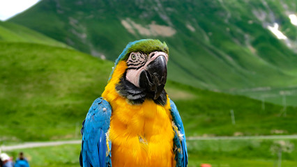 bright colorful parrot on a mountain background