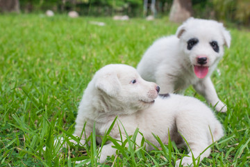 Thai bangkaew dog 2 cute white puppies playing in the park and look at camera sitting in grass.