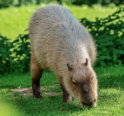 Capybara, Hydrochoerus hydrochaeris grazing on fresh green grass
