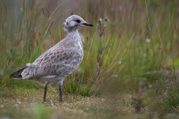 sea gull young close up/portraits with green background taken during summer/spring in Scotland.
