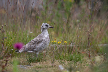 sea gull young close up/portraits with green background taken during summer/spring in Scotland.