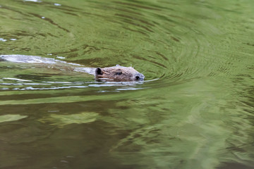 Fototapeta premium Biber
