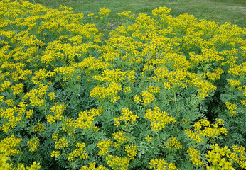 Weinraute, Ruta, graveolens © Ruckszio