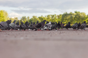 crowd of pigeons  bird ground  closeup  rush hour