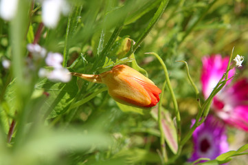 Close up of beautiful, orange flower sprout growing in a colourful wildflower meadow.