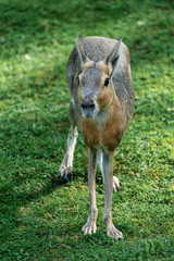 Patagonian Mara, Dolichotis patagonum are large relatives of guinea pigs