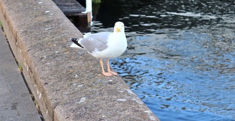 Hungry sea gull at a quay wall of the port in Kiel Germany