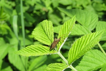 Fototapeta na wymiar Beetle on raspberry leaf