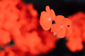 red flower on black background