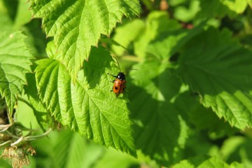 Red leaf beetle on raspberry leaves in the garden