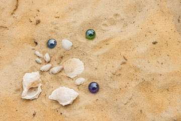 Sea shells in the sand. Summer background. Beach texture. Copy space Top view