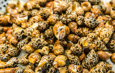 fresh sea couch on sale in market background