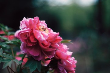 pink flower in garden