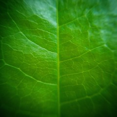 closeup of green leaf