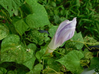 Morning Glory before full bloom