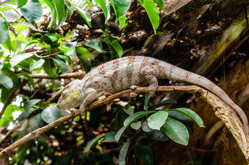 climbing chameleon on a branch