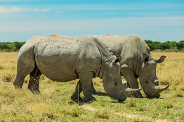 Naklejka na ściany i meble White Rhino in the Nxai Pan Park, Botswana, Africa