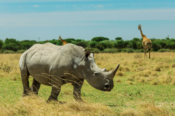 Obraz premium White Rhino in the Nxai Pan Park, Botswana, Africa