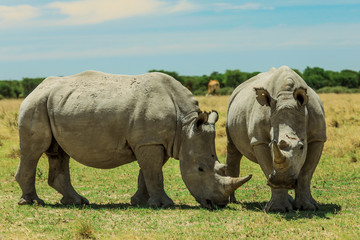 Obraz premium White Rhino in the Nxai Pan Park, Botswana, Africa