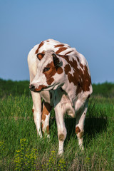 Happy single cow on a meadow during sunset in summer
